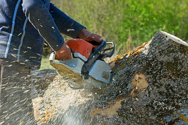 Best Tree Trimming Near Me  in Littlefield, TX